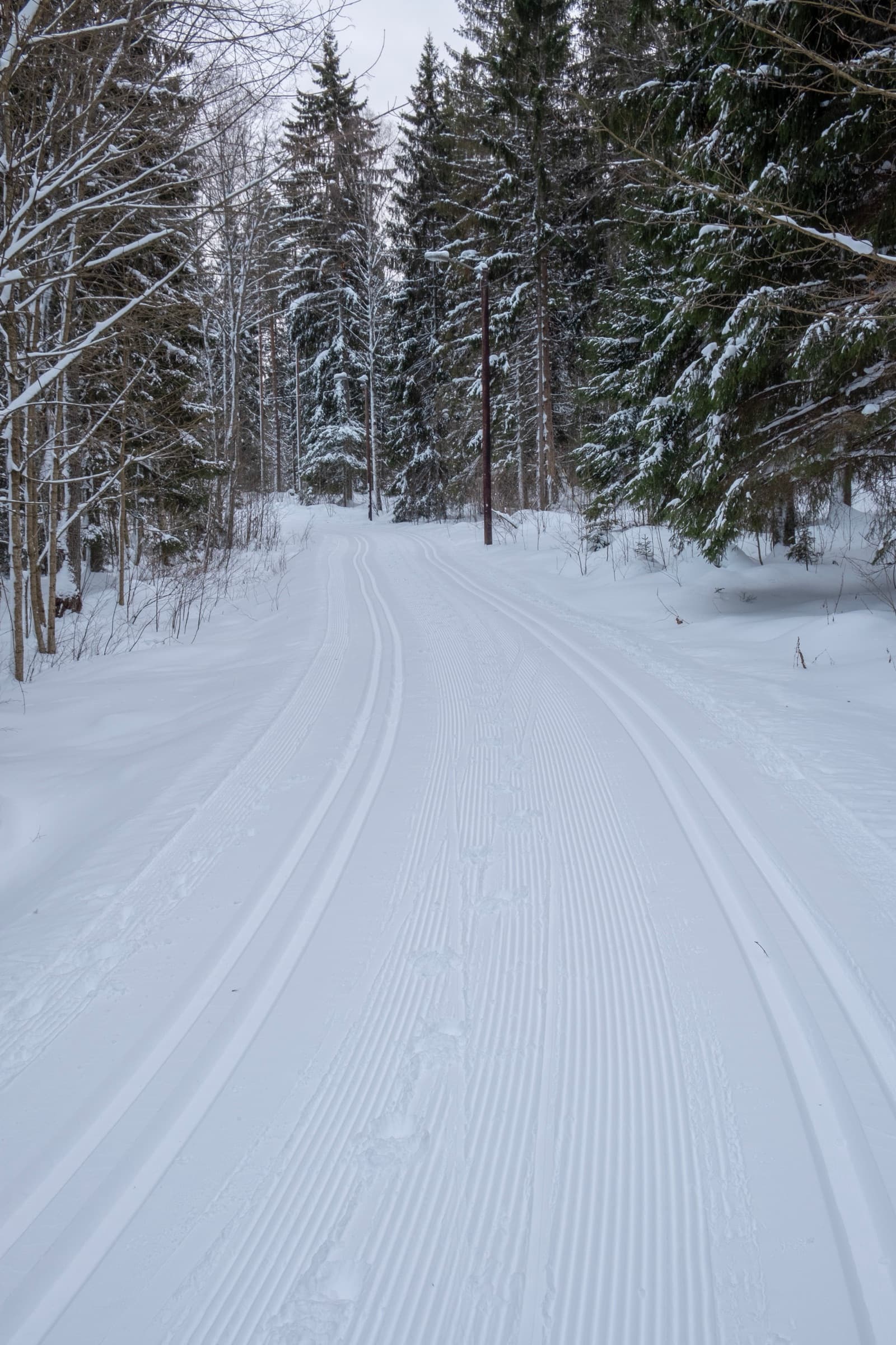 Freshly groomed tracks through a snowy spruce forest